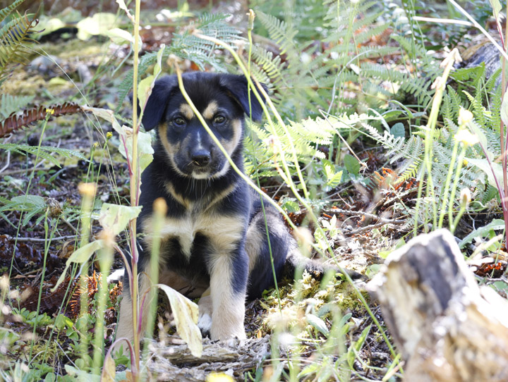 chinook dog